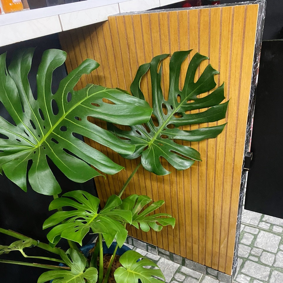 Kit 10 Ripados Módulos Adesivos 45x10 em MDF Para Decoração Acompanha Dupla Face - LH Móveis